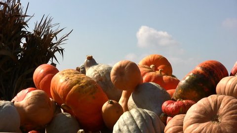 HD rows and piles of colorful gourds - Βίντεο στοκ