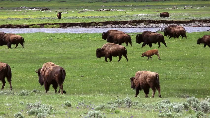 Bison Herd Grazing in Lamar Stock Footage Video (100% Royalty-free ...