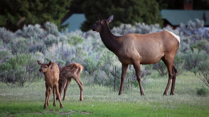 Cow Elk with 2 calves grazing in the grass at Mammoth Hot Springs.