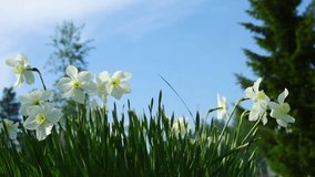 Summer field with white narcissus flowers close up
