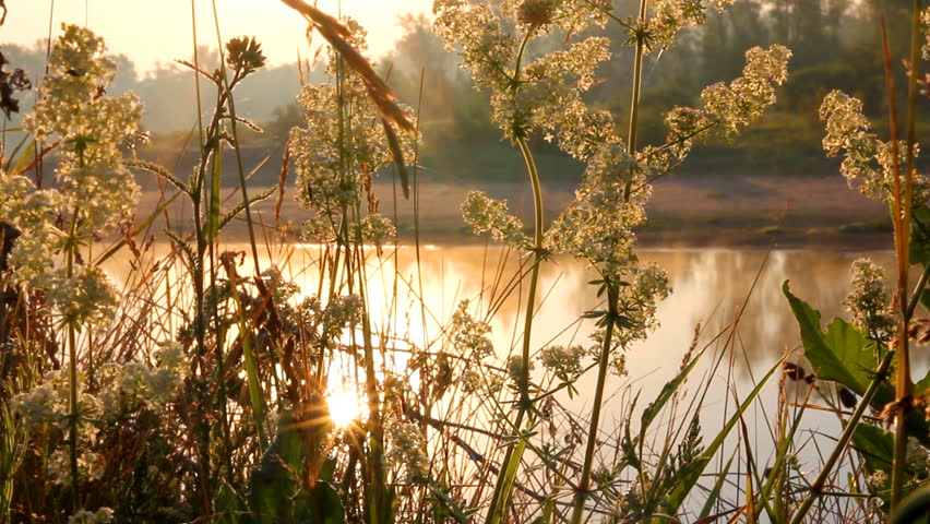 grass on riverside at dawn