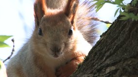 HD Squirrel cracking nuts and looking at camera, closeup, Canon XH A1, FullHD video, 1080p, 25fps, progressive scan  