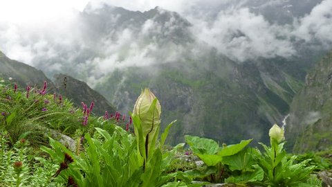 Wildflowers (Saussurea obvallata) Mountain Meadow Mist 