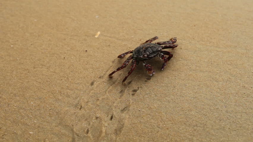 Big crab crawling along the sandy beach leaving behind footprints in the sand