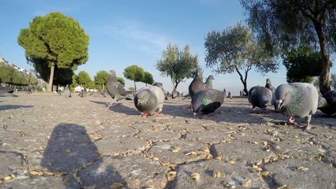 Pigeons
UDH 4K Doves Video