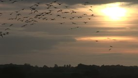 Relaxing natural scene of geese in air