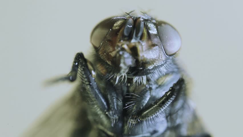 House fly