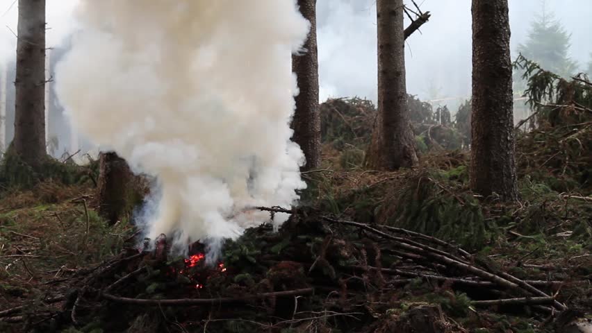Burning spruce branches and rising smoke. Cleaning the forest.