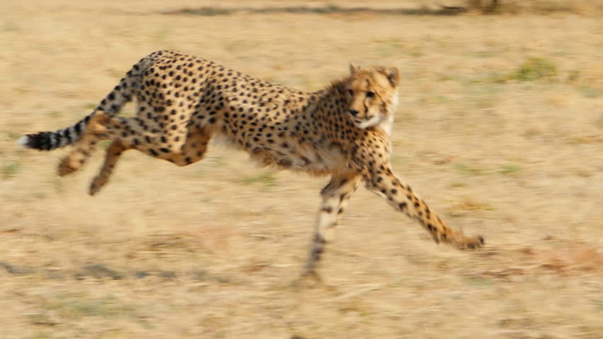 Two cheetahs running in the wild bush savanna slow motion tracking shot
 | Shutterstock HD Video #8070814
