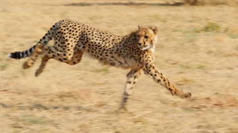 two cheetahs running in the wild bush savanna slow motion tracking shot
