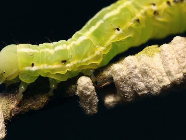 Caterpillar parasitized by an  Ichneumon wasp