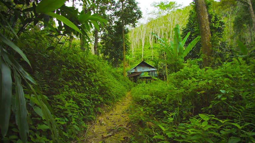 rainforest hd videos 1080p rainforest hd videos 1080p