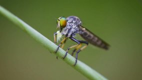 FullHD video - Asilidae (robber fly) sits on a grass with prey. Thailand