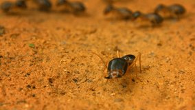Video 1080p - Termite - soldier guarding his family