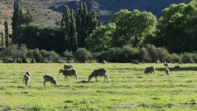 Rural landscape with trees, pasture and grazing sheep in late afternoon light, Karoo region, South Africa