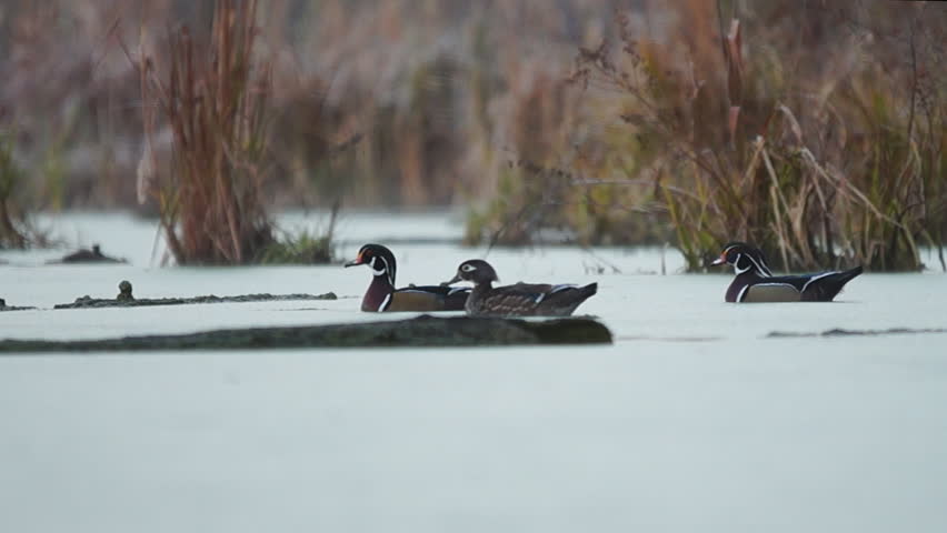 Wood Ducks (Aix sponsa) on a beaver pond in Georgia, two Drakes take to flight. Slow motion, 1/2 natural speed.