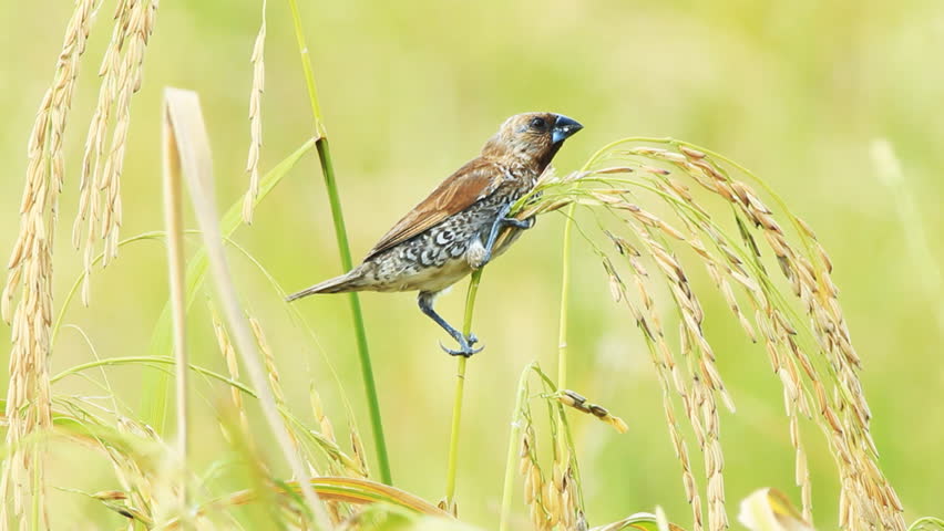 spotted munia bird in the  paddy field 