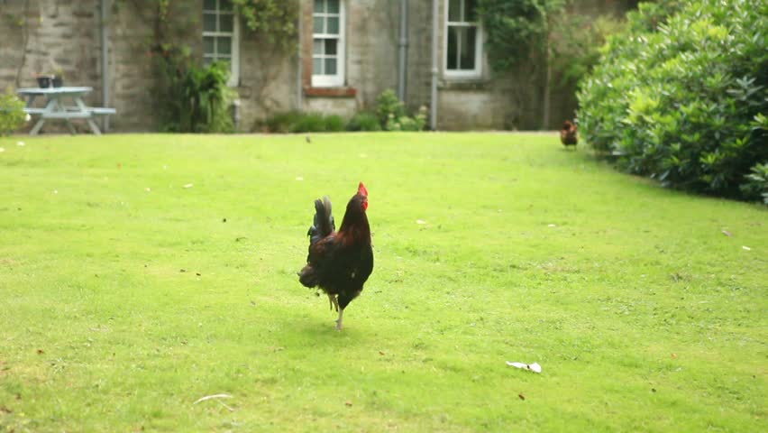 Beautiful free range Rooster