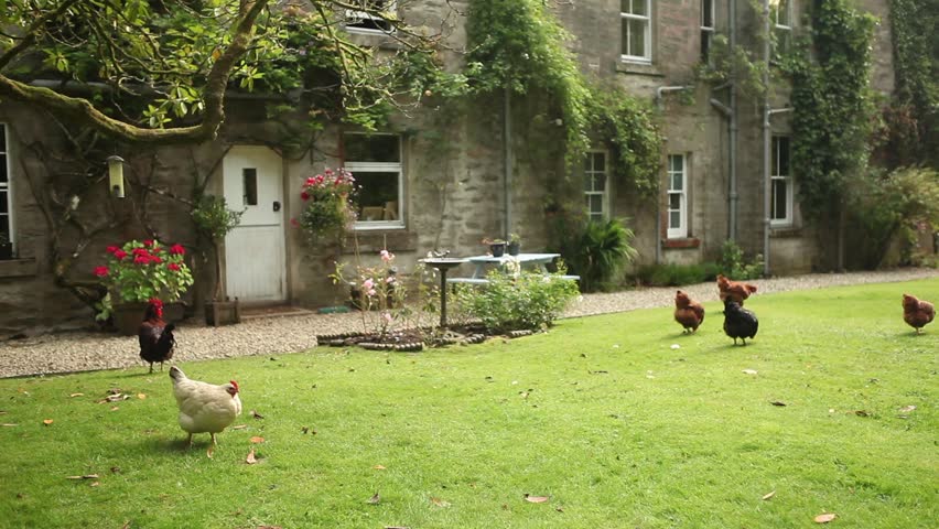 Healthy free range chickens walking around in beautiful english garden