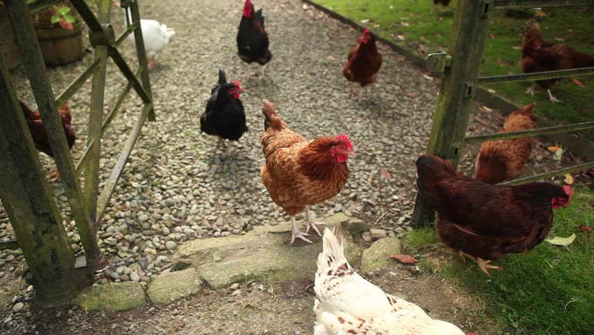 Free range chicken curious looking at the camera and searching for food