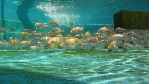 Tilapia fish swimming underwater in an aquaponic gardening system tank.