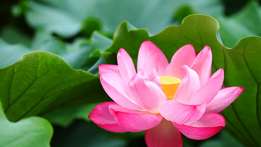 Close up Lotus Flower in Stock Footage Video (100 Royalty
