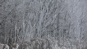 shrubs and trees covered with white rime ice swaying in the wind