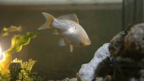 Award winning gold fish eating in beautiful planted freshwater aquarium – close up,  FULL HD 1080p footage