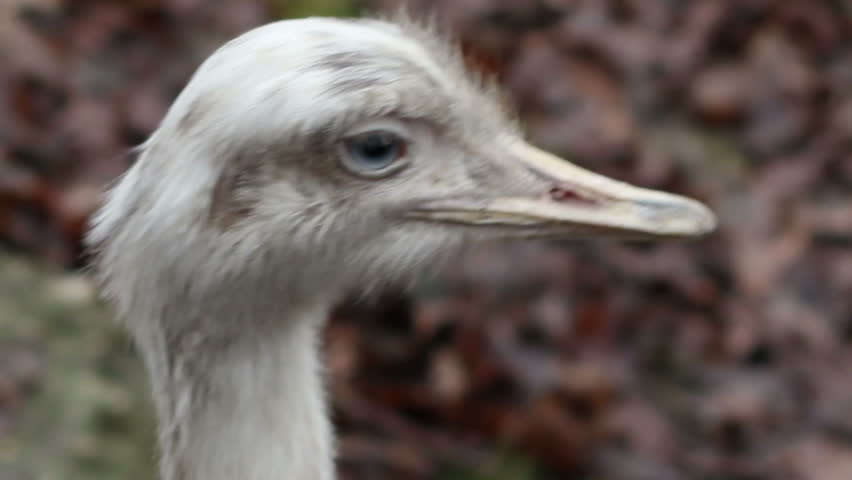 Close up shot of white ostrich head, with big peck end large eyes
