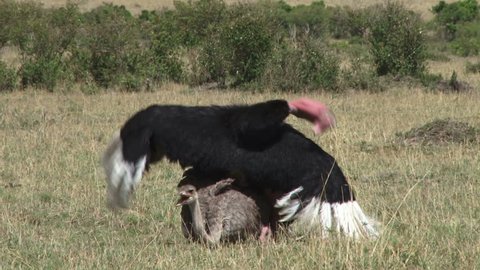 Masai ostrich mating.
