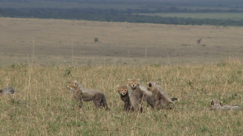 mother cheetah walks her cubs in the plains.
