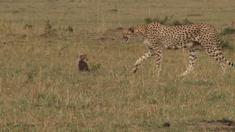 mother cheetah walking with cubs.
