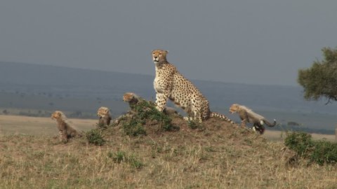 mother cheetah and cubs on an anthill.
