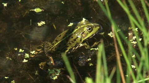 Frog in ditch near water edge. A frogs eyes and nose are on top of the head so that it can breathe and see with most of its body under water.