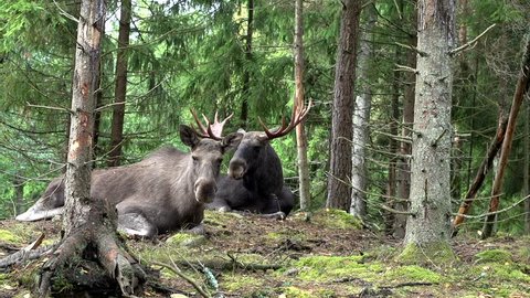 Moose in autumn - sweden - rutting season
