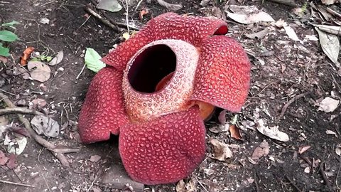 Rafflesia keithii, the biggest flower of the world -Mt. Kinabalu National Park Sabah Borneo Malaysia