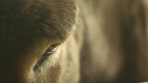 Close up on donkey horse face