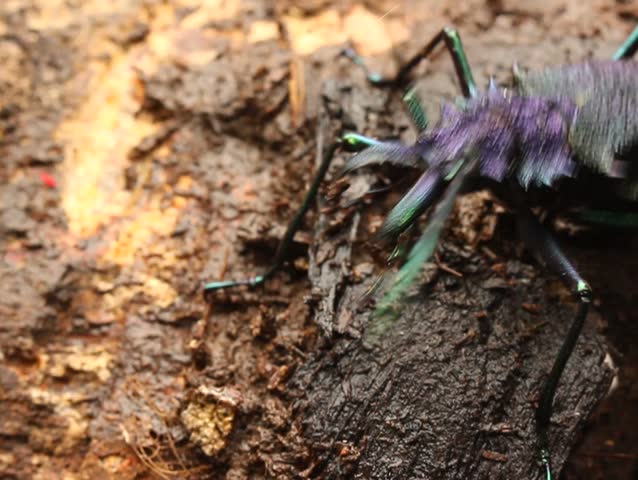 Large longhorn beetle (Cerambycidae)