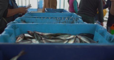 PERU - CIRCA 2014: Blue bins of fish with fisherman working in scene.