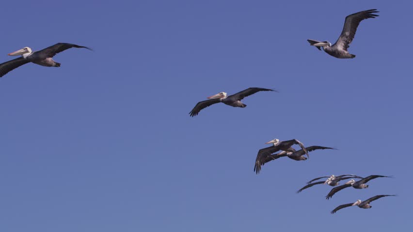 Pelicans fly through sky in triangle formation.