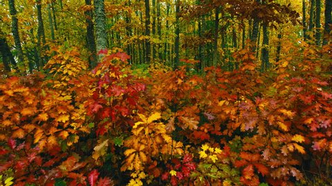 A fall colors collection of beautiful autumn leaves in a forest.