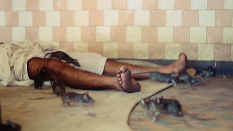 Man sleeping among rats.