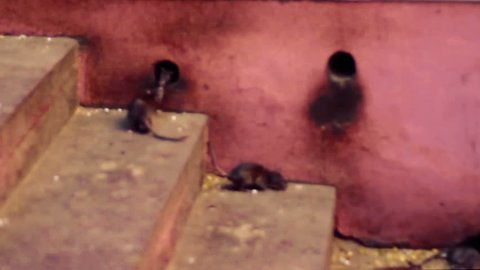 Holy rats going through holes in the wall of Karni Mata Temple, Deshnok, Rajasthan, India.