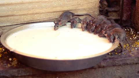 Holy rats drinking milk from a bowl, Karni Mata Temple, Deshnok, Rajasthan, India.