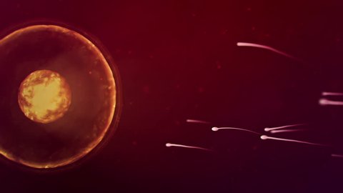 Abstract sperm successfully penetrates an egg's wall and gets inside. Loop animation. Red color.