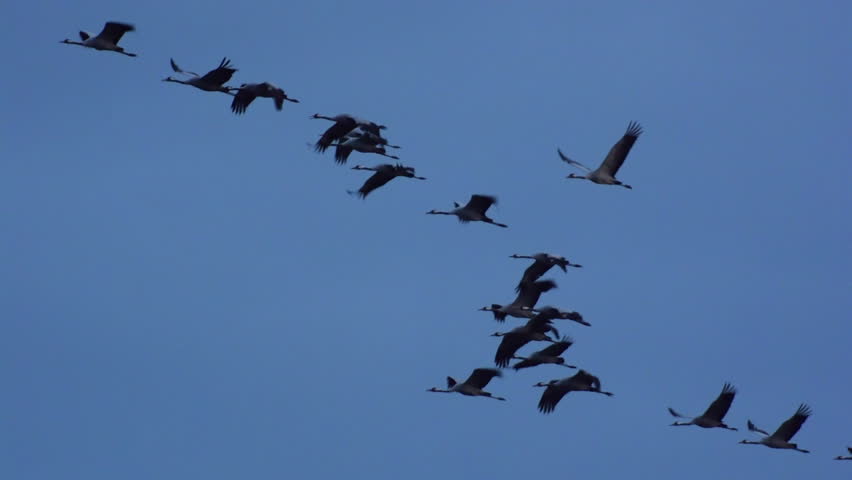 Group of migrating Common Cranes or Eurasian Cranes (Grus Grus) birds flying high up in the air during an autumn sunset.