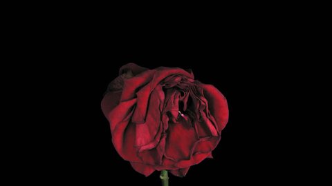 Time-lapse of dying "Red Naomi” rose 2a3 in UHD-4K PNG+ format with alpha transparent channel isolated on black background
