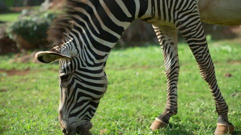 close-up of a grevy zebra in a safari landscape
