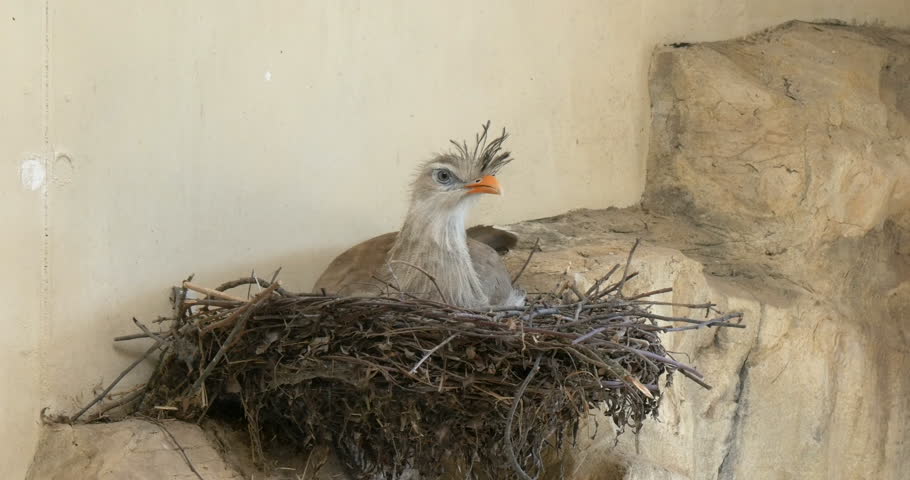The seriemas are the sole living members of the small bird family Cariamidae. The red-legged seriema (Cariama cristata) in Schonbrunn zoo, Vienna, Austria.
