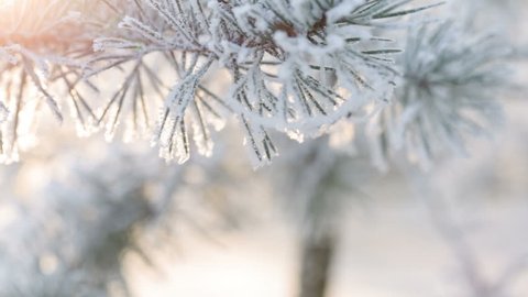 Fir branches covered with hoar frost shoot in RAW, slide movement